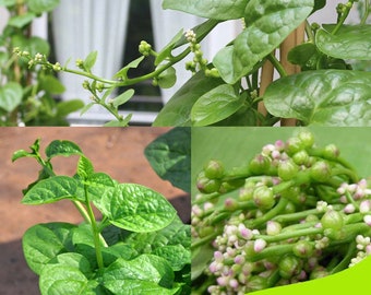 Green Malabar Spinach Seeds