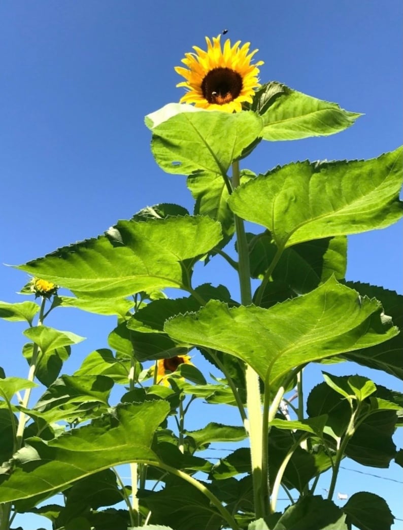 Elegant American Giant Hybrid Sunflower Images