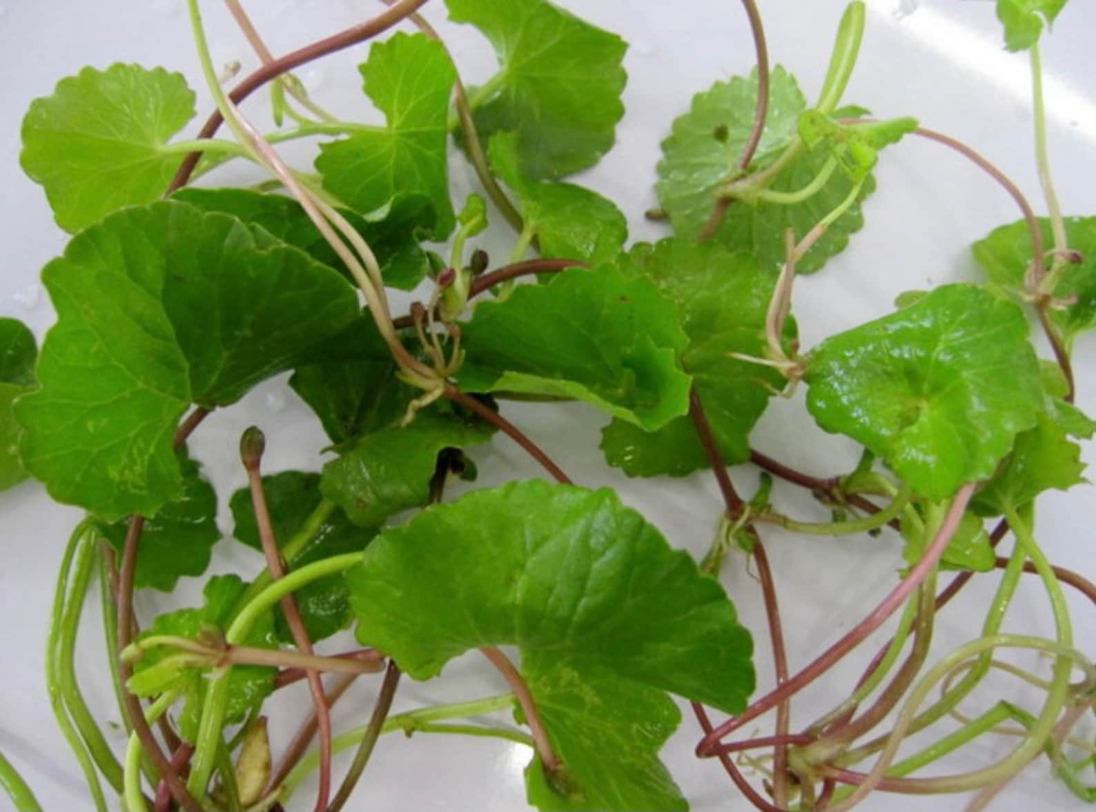 Thai Gotu Kola Seeds Asiatic Pennywort Seed 25 Seeds Etsy
