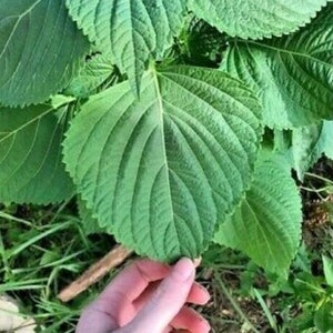 SHISO &#39;Korean Green&#39; Ergoma Perilla Herb Garden LARGE LEAVES Seeds (100+ Seeds)
