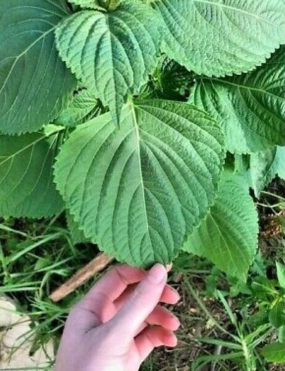 SHISO 'Korean Green' Ergoma Perilla Herb Garden LARGE LEAVES Seeds (100+  Seeds)
