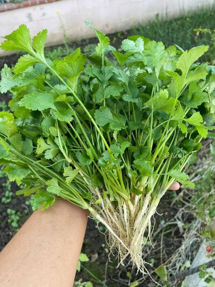 Cilantro Slowbolting Herb Seed 500 Seeds Etsy