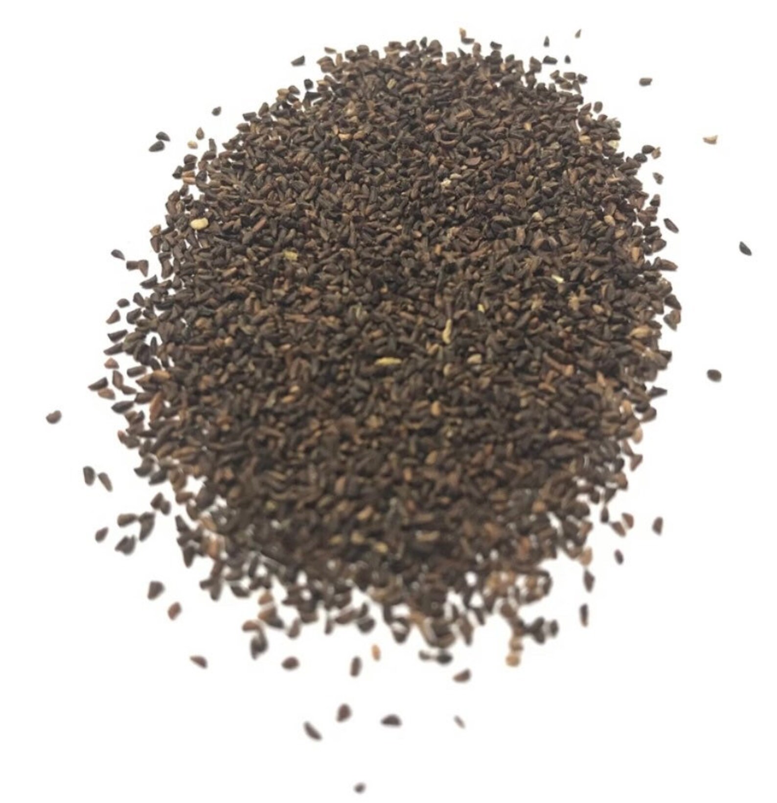 Evening Primrose Seed 100 Seeds Etsy