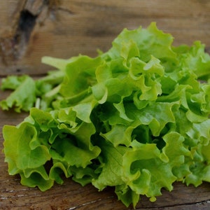 Grand Rapids Leaf Lettuce Seeds