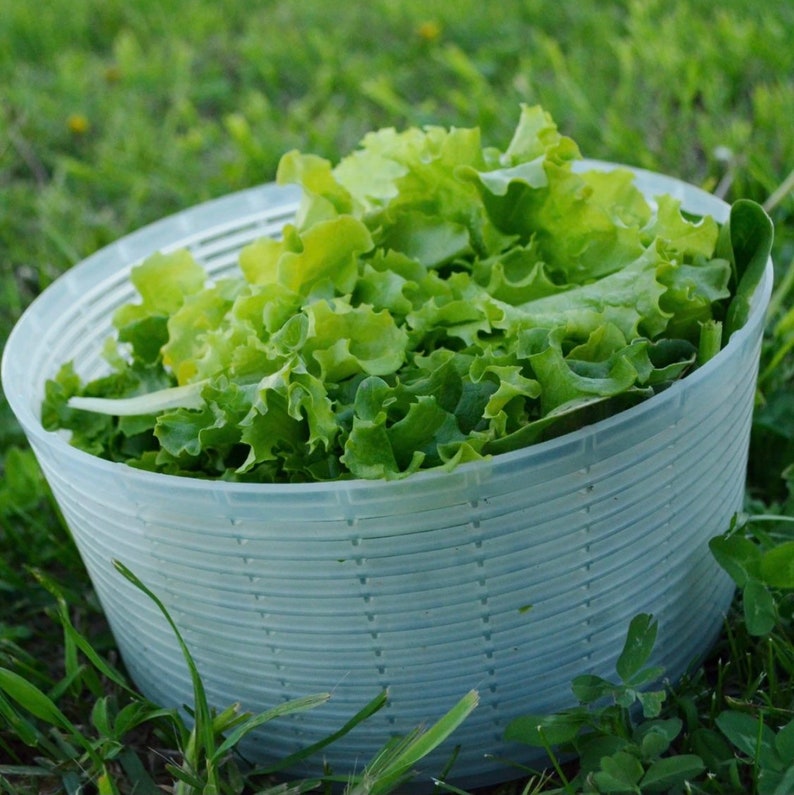 Grand Rapids Leaf Lettuce Seeds Etsy