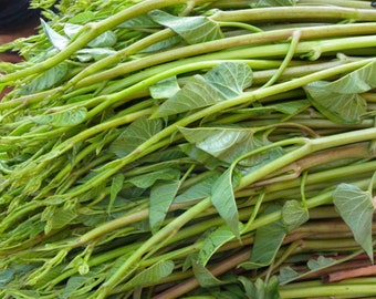 Red Water Spinach Seeds