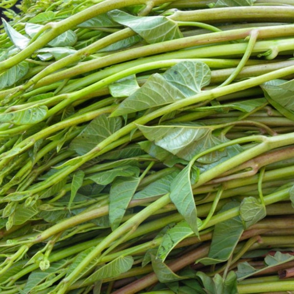 Red Water Spinach Seeds