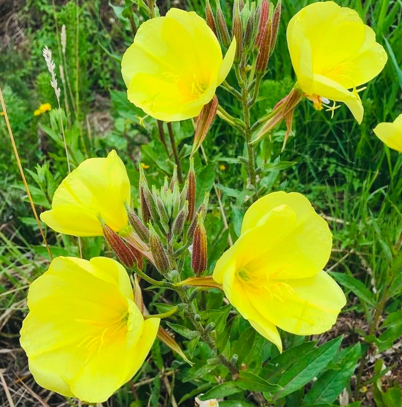 Evening Primrose Seed 100 Seeds Etsy