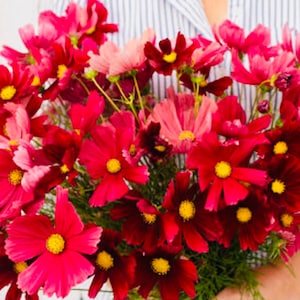 Rubenza Cosmos Seeds (50+ Seeds)