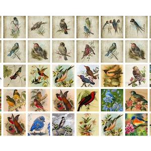 May include: A collection of 48 vintage illustrations of various birds. The birds are depicted in a variety of poses and settings, including perched on branches, flying, and singing. The illustrations are done in a realistic style and feature a variety of colors, including blue, green, red, yellow, and brown.