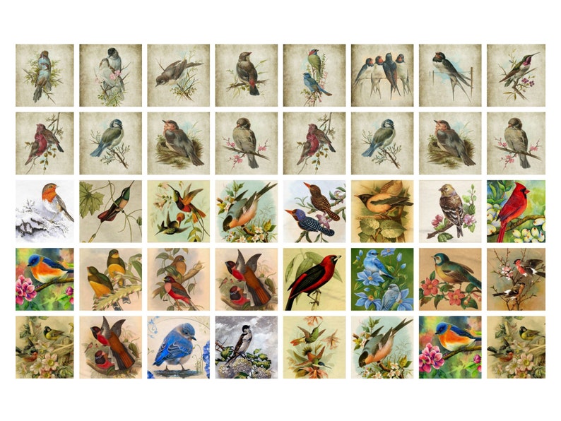 May include: A collection of 48 vintage illustrations of various birds. The birds are depicted in a variety of poses and settings, including perched on branches, flying, and singing. The illustrations are done in a realistic style and feature a variety of colors, including blue, green, red, yellow, and brown.