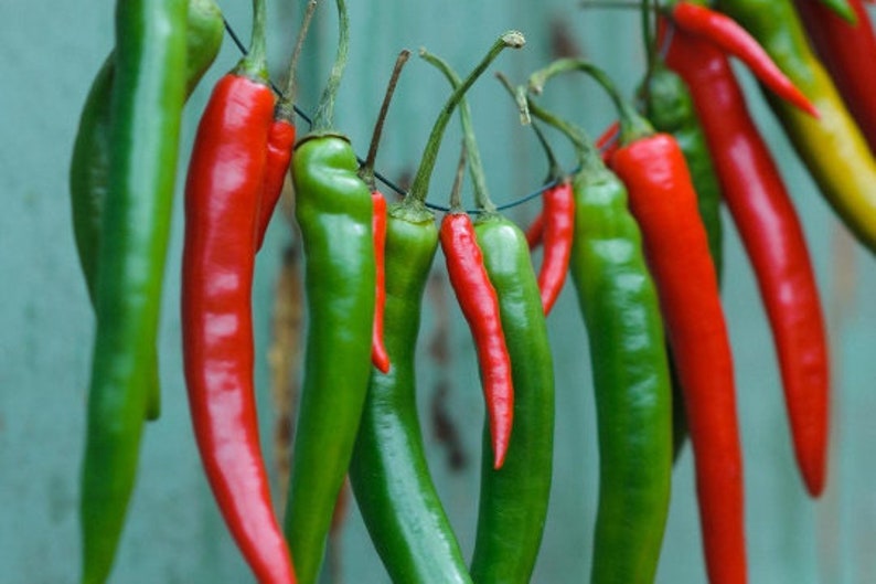 CHILLI PLANT grow your own garden plant grow indoor or Etsy