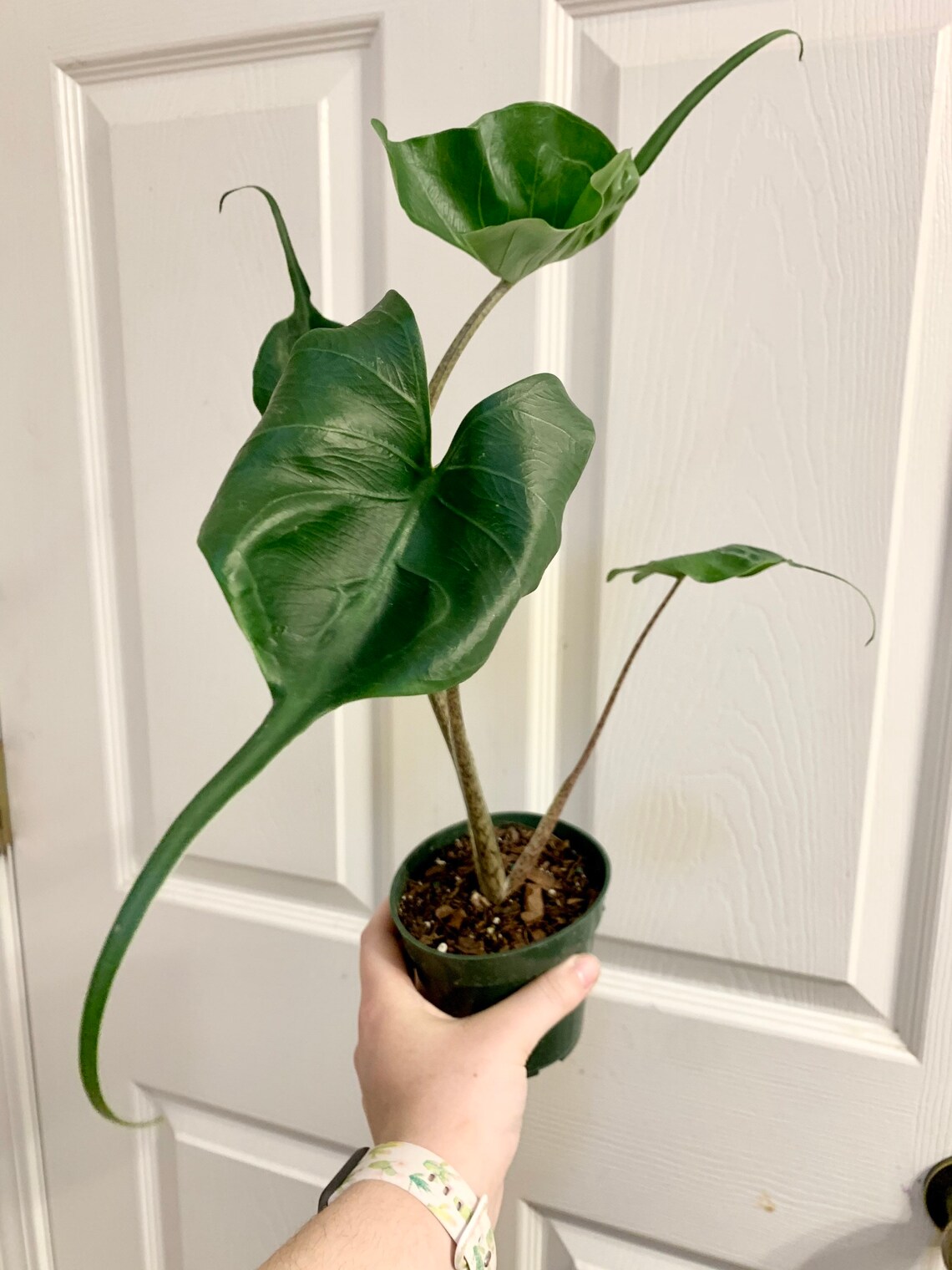 Stingray Alocasia Elephant Ear Etsy