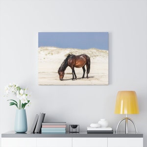 Wild Beach Horse Canvas