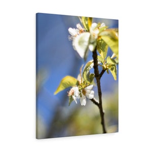 Dogwood Flower Canvas