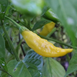 Lemon Drop Pepper Seeds, 10+