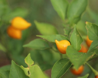 Yellow Biquinho Pepper, 20+ Seeds