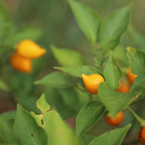 Yellow Biquinho Pepper, 20+ Seeds