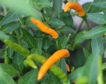 Orange Thai Pepper Seeds, 10+