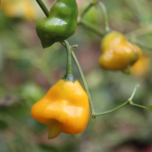 Aji Fantasy Orange Pepper Seeds, 10+