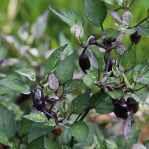 Jigsaw Pepper, 10+ Seeds