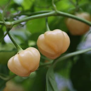 Peachadew Pepper Seeds, 10+