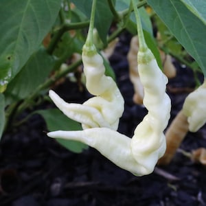 Aji White Lightning Bolt Pepper Seeds, 10+