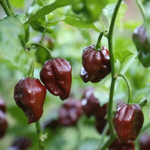 Chocolate Habanero Pepper, 10+ seeds