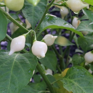 Hot White Biquinho Pepper, 20+ Seeds