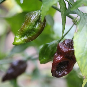 Chocolate Ghost Pepper Seeds, 10+