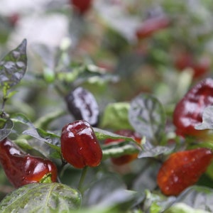Puma Pepper, 10+ pepper seeds