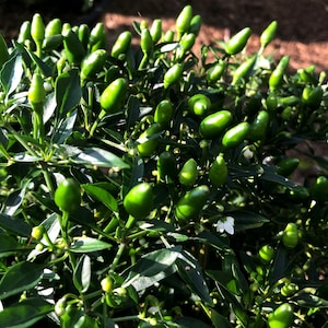 Small Thai Pepper, 20+ Seeds
