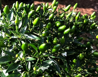 Small Thai Pepper, 20+ Seeds
