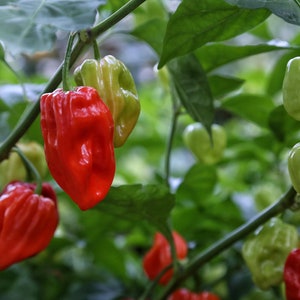 Aji Chombo Pepper Seeds, 10+