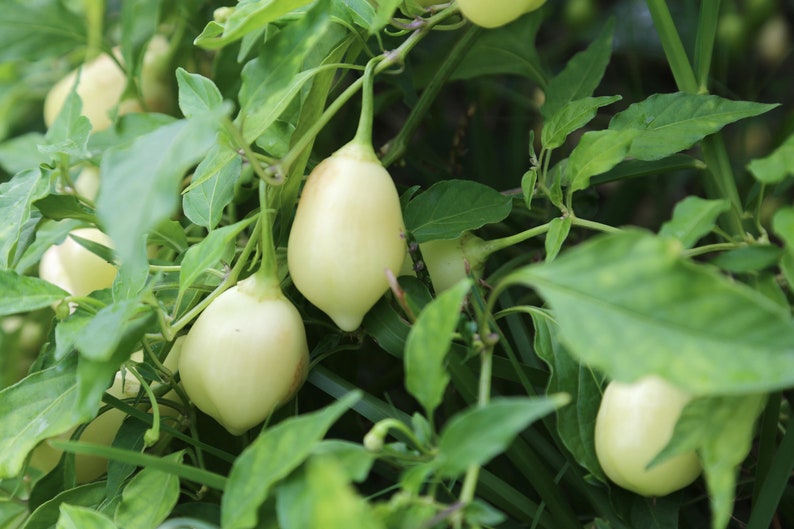 Sugar Rush Cream 10 Pepper Seeds Etsy.de