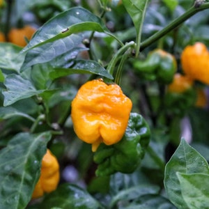 7pot Yellow Pepper Seeds, 10+