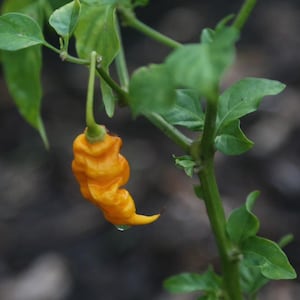 T-Rex Yellow, 10+ Seeds