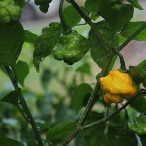Jamaican Scotch Bonnet, 10+ Seeds