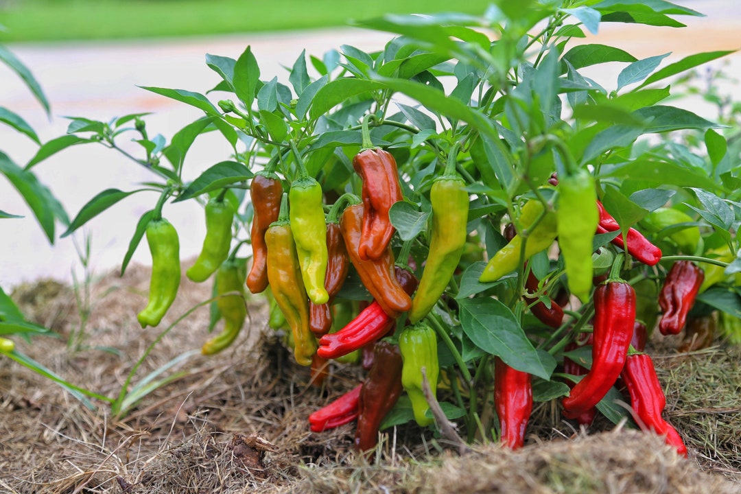 Pepperoncini Pepper, 10 Seeds Etsy