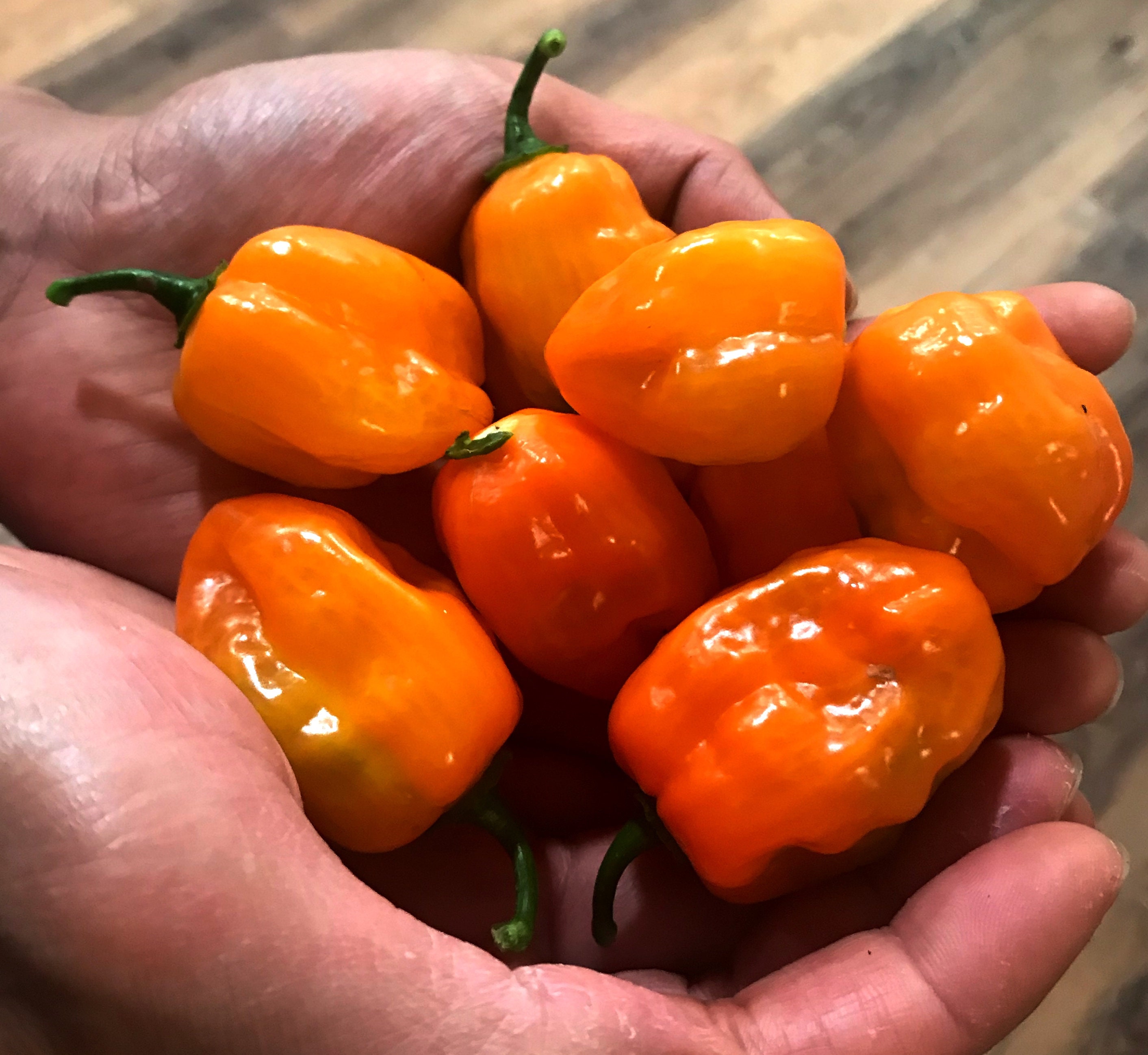Orange Habanero Pepper, 20+ Seeds - Etsy
