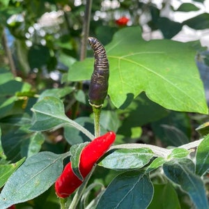 Black Cobra Pepper Seeds, 20+