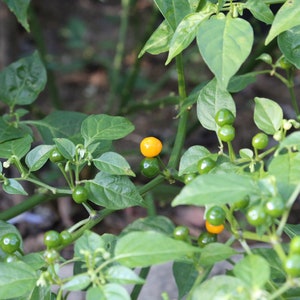 Aji Charapita, 20+ Seeds