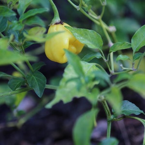 Aji Fantasy Yellow Pepper Seeds, 10+