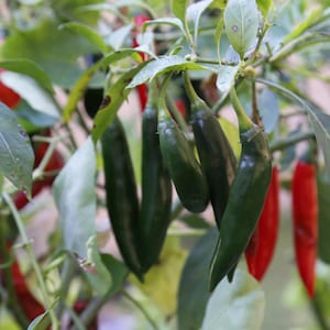 Thai Bang Chang Pepper, 10+