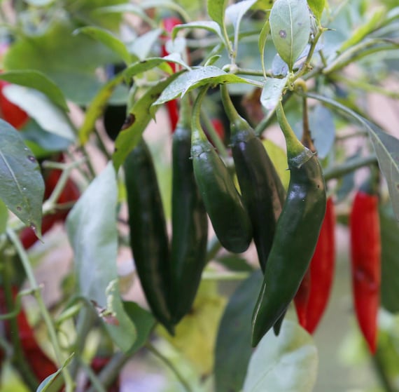10+ Chilli Ring