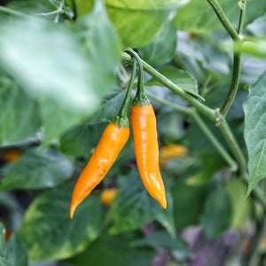 Aji ChinChi Amarillo Pepper Seeds, 10+