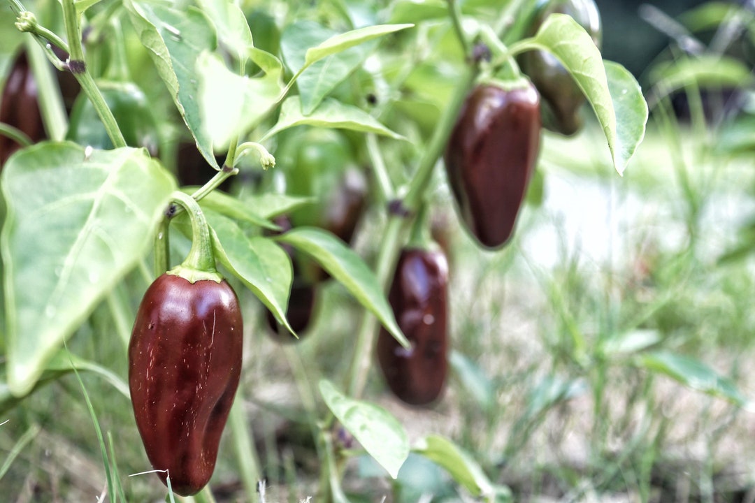 Brown Jalapeno Pepper Seeds, 10 Etsy
