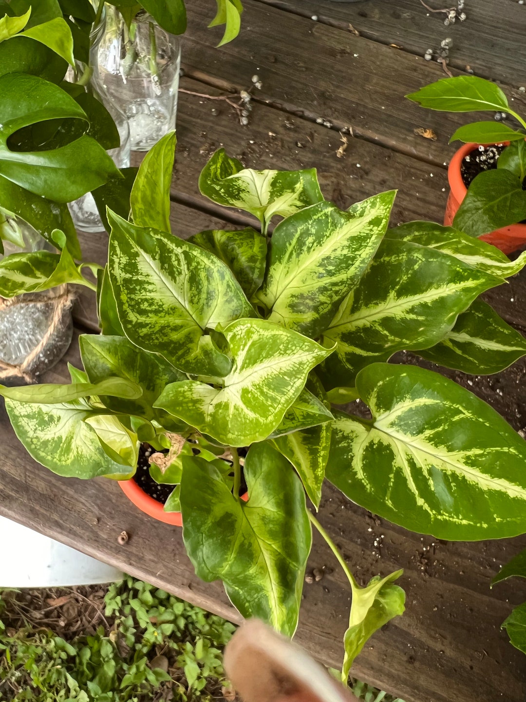 Syngonium White Butterfly Arrowhead Plant Podophyllum Live Etsy