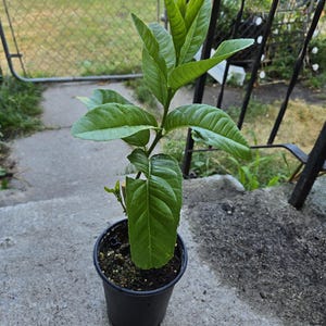 Buddah&#39;s Hand Citrus Tree Regrowth Starter plant