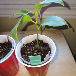 Live & Rare Persian Lime Tree Rooted Cutting